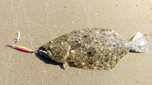ヒラメの釣果