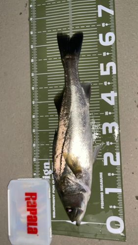 スズキの釣果