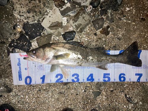 マルスズキの釣果