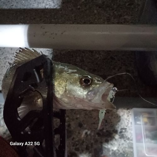 セイゴ（マルスズキ）の釣果
