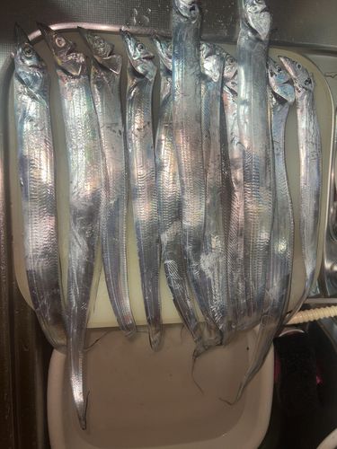 タチウオの釣果