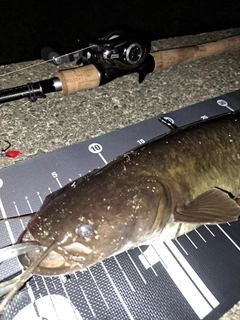 ナマズの釣果