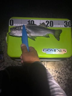 セイゴ（タイリクスズキ）の釣果