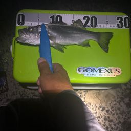 セイゴ（タイリクスズキ）