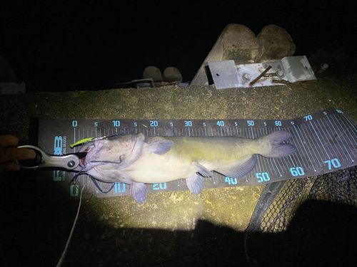 アメリカナマズの釣果