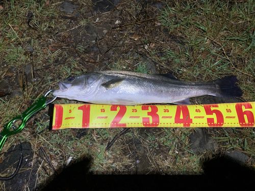 スズキの釣果