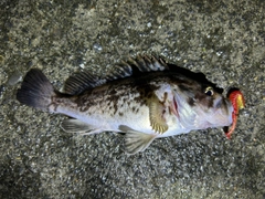 クロソイの釣果