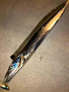 タチウオの釣果