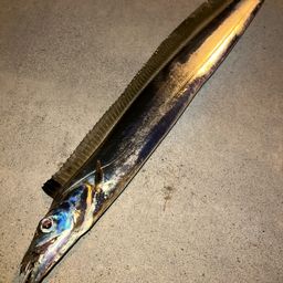 タチウオ