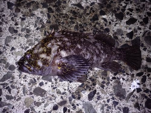 ムラソイの釣果