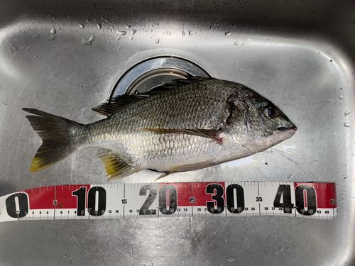 キチヌの釣果