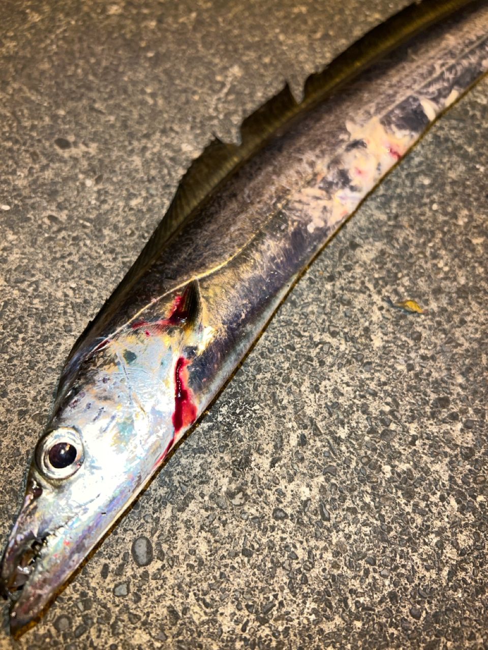 タチウオ