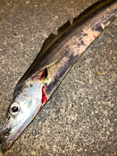 タチウオの釣果