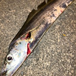 タチウオ