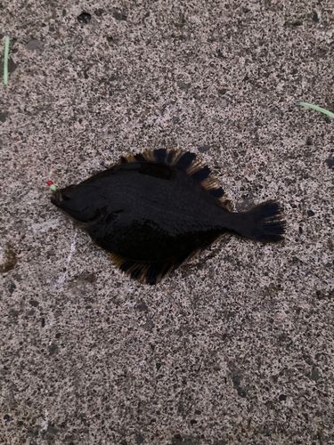 カワガレイの釣果