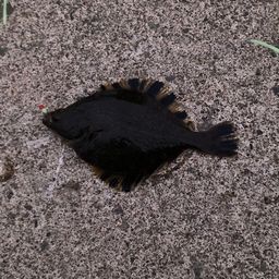 カワガレイ