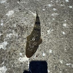 マゴチ