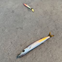 カマス