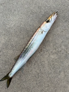 カマスの釣果