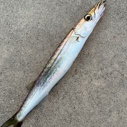 カマス