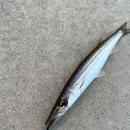 カマス