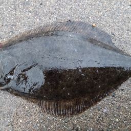 ヒラメ