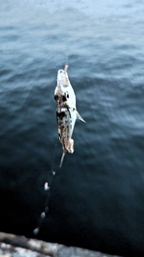 ヒイラギの釣果