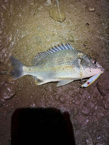キビレの釣果