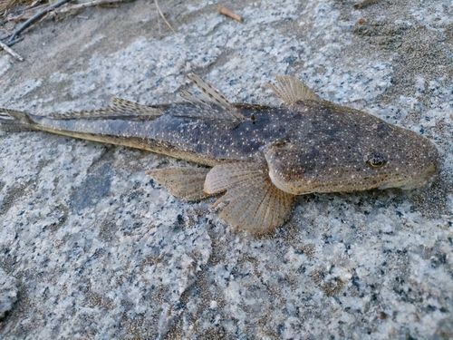 マゴチの釣果