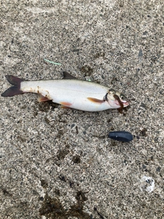 ウグイの釣果