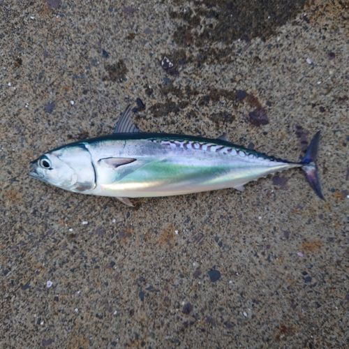 ソウダガツオの釣果