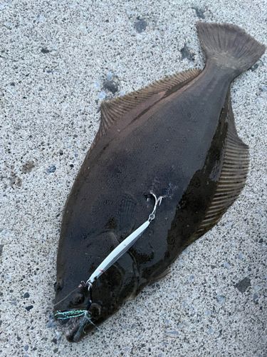 ヒラメの釣果