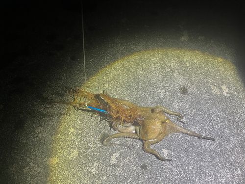 タコ