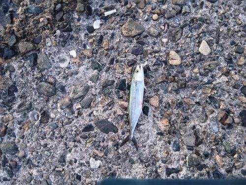 サゴシの釣果