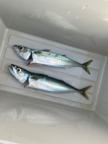 サバの釣果