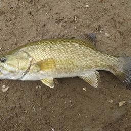 スモールマウスバス