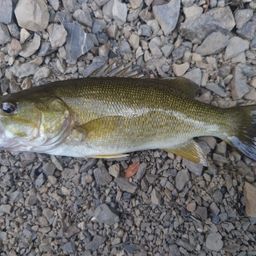 スモールマウスバス