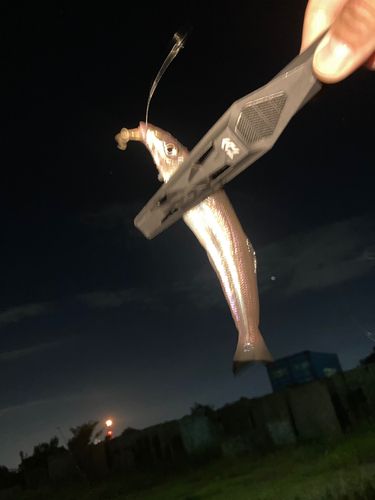 キスの釣果