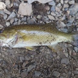 スモールマウスバス