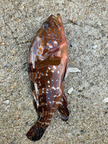 アコウの釣果