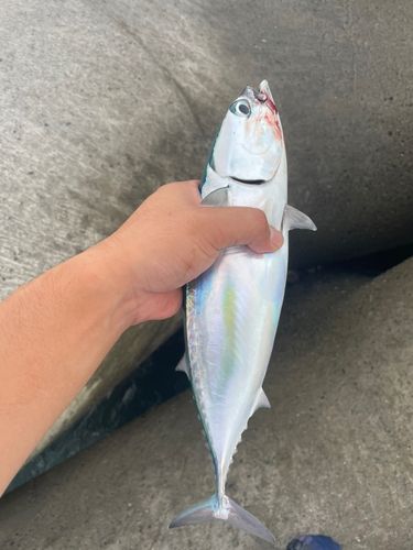カツオの釣果