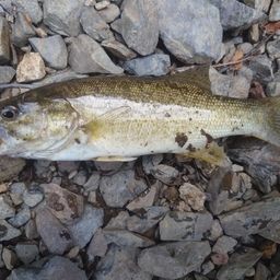 スモールマウスバス