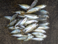 マアジの釣果