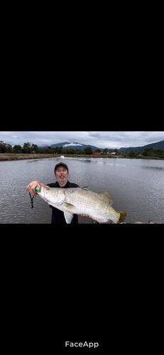 アカメの釣果