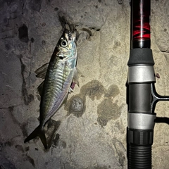マアジの釣果