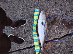 ブリの釣果