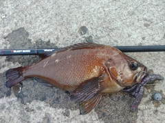 エゾメバルの釣果