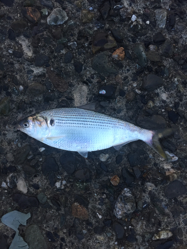 コノシロの釣果