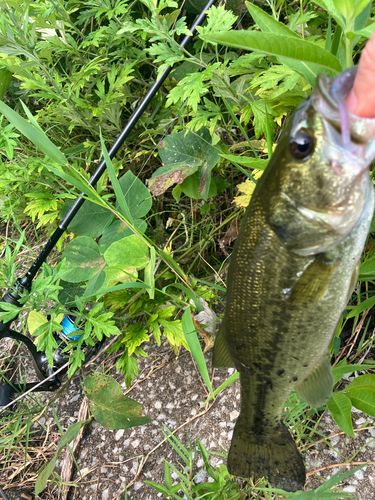 ブラックバスの釣果