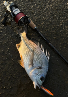 キビレの釣果